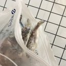 영굴비수산
