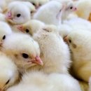 마진농장 이미지