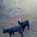 천국염소 이미지