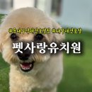사랑유치원 | [ 동대구역 근처 애견유치원 ] 🐶 대구 펫사랑 유치원·호텔링 솔직후기