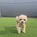 라인하트 애견호텔 유치원 이미지