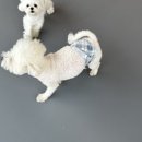 도그프렌즈 이미지