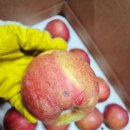 얼음골이야기 | 달콤농부가 알려주는 청송부사 얼음골사과 사이즈별 비교 사진 및 과수원 이야기