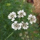 대화자동차 이미지