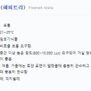 해피트리 이미지