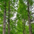 메타세콰이어길 이미지