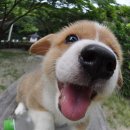 코봉이 이미지