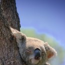[호주 시드니 여행 총정리] 3탄: 타롱가 동물원, 시드니주(sydney Zoo)
