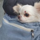 퍼스동물병원 이미지