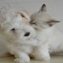 나만 애 동물병원 이미지