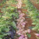 자연애오리 이미지