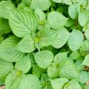 순이김치 이미지