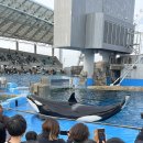 돌고래레스토랑 | [일본 나고야여행 7편] 나고야항 수족관 후기 🐋 범고래·돌고래쇼 시간 + 가는법 + 레스토랑 총정리