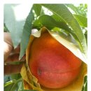 금광농장 이미지