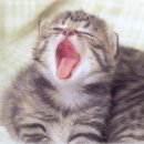 검은고양이 이미지