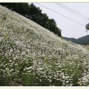 ♣6/20(일) 운탄고도 하늘하고 가장 가까운 화원 구름위 하늘 데이지 꽃길과 백운산 마천 이미지