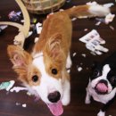 봉주르봉구 이미지