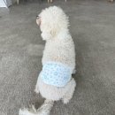 석성로301번길 | 용인 애견카페 댕글라이프 강아지랑 같이 여름휴가 수영장있는 애견카페 내돈내산 후기