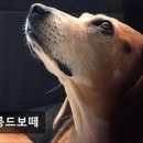 보떼성남