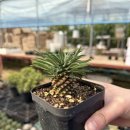 새벽농장 이미지