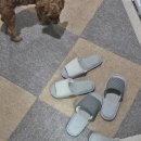 시탕뿌리 | 정말 입추가 지난게 맞나요?