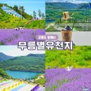 무릉별유천지 라벤더축제 첫날 직접 다녀온 실시간 후기
