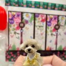 폴링인독 이미지