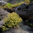 Saxifraga moschata 이미지