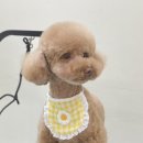 아미고 펫살롱 이미지