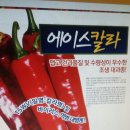 병성농장 | 고추묘예약주문판매(2018년대기농장).고추모종판매