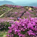 KJ목장 | 대구 kj산악회 합천 황매산 철쭉제 모산재 산행＆철쭉개화시기 정보