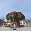 25년11월17일 천안 독립기념관 주변 (단풍나무 숲길)걷기 이미지