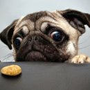 이쁜냥이 이미지