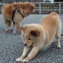 로얄동물메디컬센터 강동 이미지