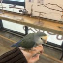 미어캣인더시티 이미지