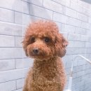루이동물미용 이미지