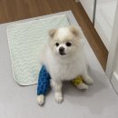 백슬동물병원 | 서울역 백슬동물병원 강아지 슬개골탈구 수술 후 철심 핀제거 후기 스케일링 치석제거