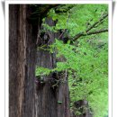 봄, 희망의소리 이미지