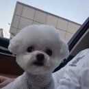 룰루애견미용샵 | 순천비숑미용 : 꽤 오래 다닌 순천 애견미용샵에서 조심스럽게 피드백 했다가 손절당한 후기