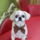 올리브 애견 이미지