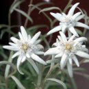 솜다리꽃 Edelweiss 이미지