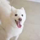 다다다펫그루밍 이미지