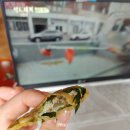 도그랑땡 네이버블로그