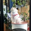 드럼통고양이 이미지