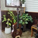 통기타 중급/주말 이미지