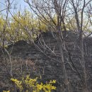 개나리길 | 서울 성동구 응봉산 개나리 산책 후기