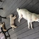 팔자좋은강아지 이미지