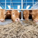 오산농축산 이미지