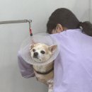 다온그루밍 이미지