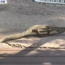 혀 낼름거리며 공원 활보한 대형 도마뱀‥"아직 못 잡았다" 이미지